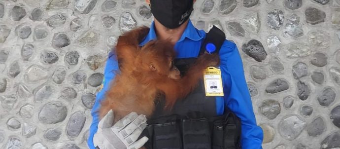 orangutan trade