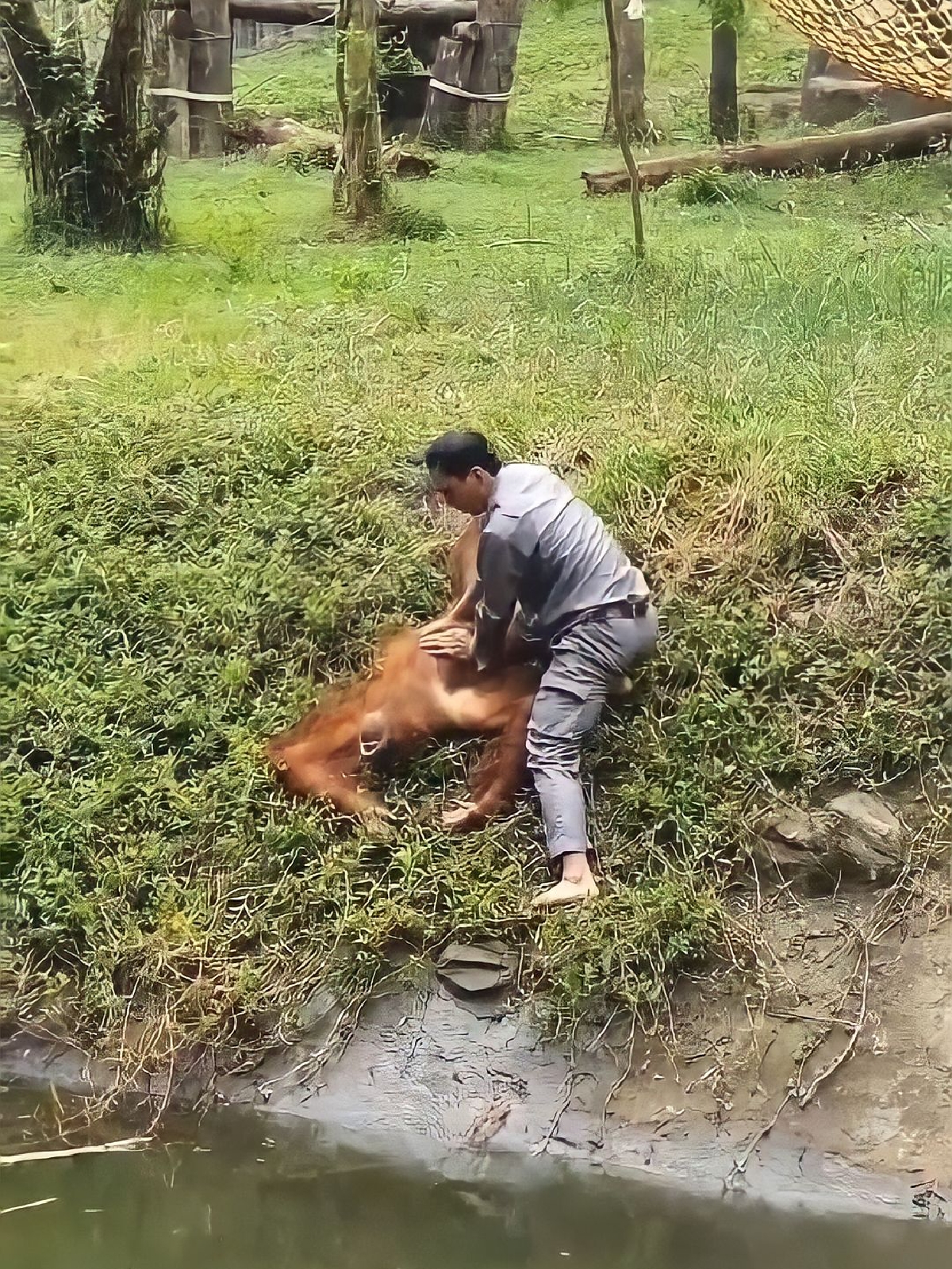 drowning orangutan vietnam