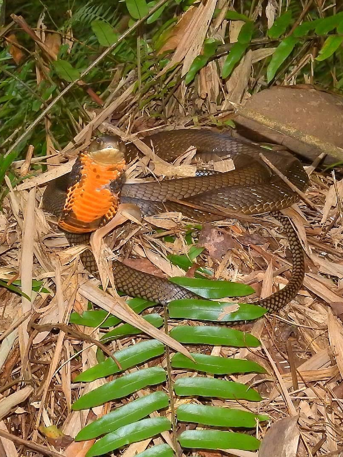 female king cobra nest bukit lawang