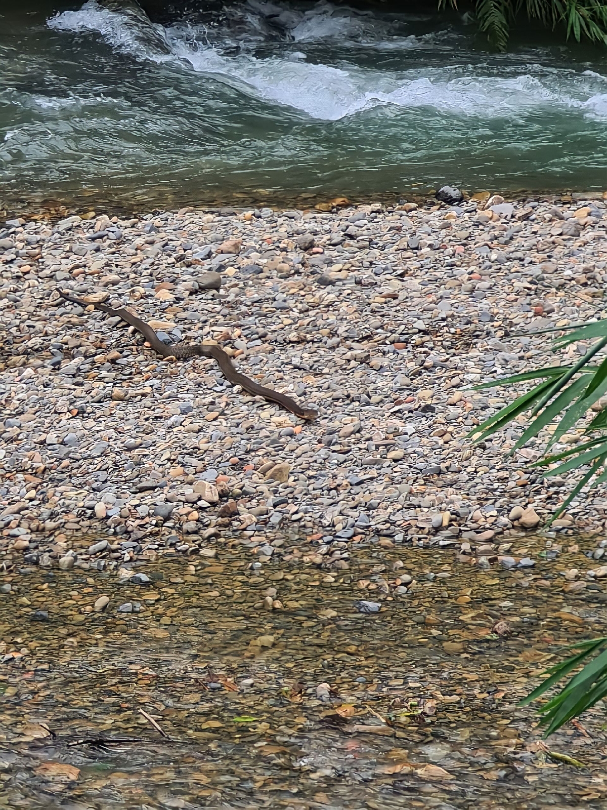 king cobra landak river bukit lawang