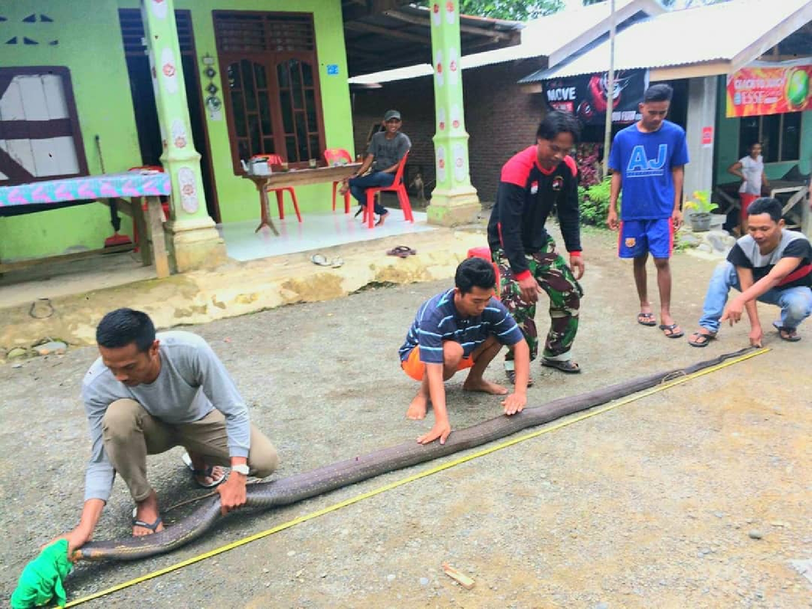 male king cobra bukit lawang leuser