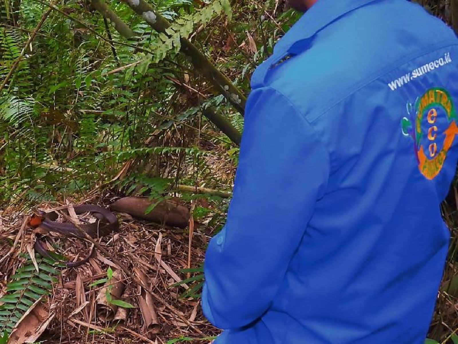 sumeco king cobra nest bukit lawang