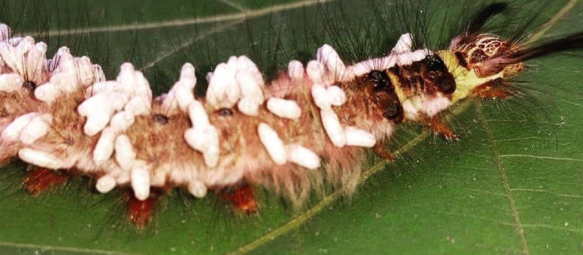 trabala caterpillar