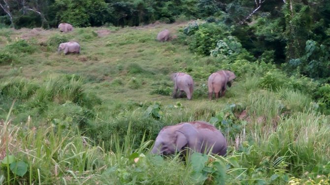 sumatra aceh bukit lawang elephants